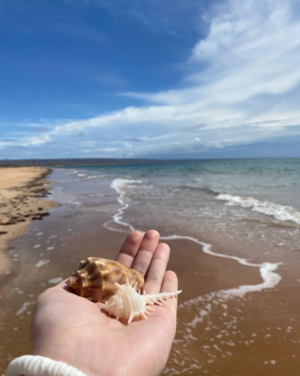 trivecta's tweet photo. 🐚 https://t.co/TBzB6B9fsT