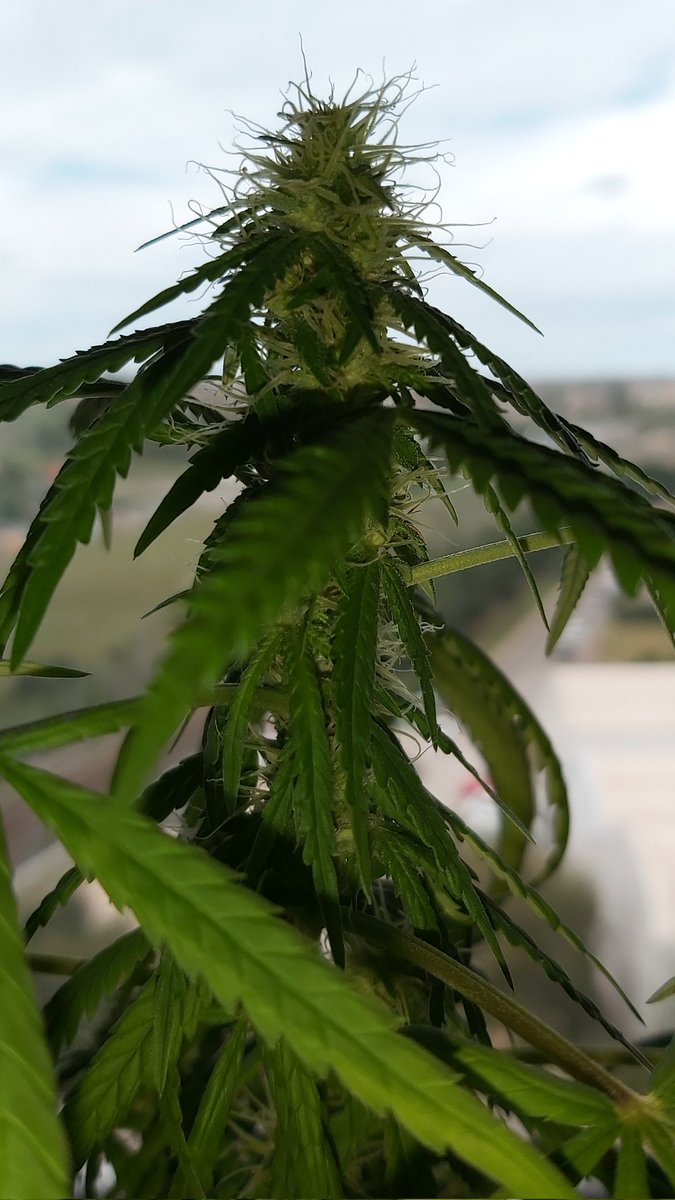 AdrycManellson's tweet photo. @Sophie_MJ @PhiloSeeds @Apez140 @INMAQ16 @RaulSantos1981 @AlchimiaGrow @ProXL_Spain @HempCropEs Bella Tarde Sofía Querida, preciosa tu #LemonOgCandy @PhiloSeeds #Competición #NorteVersSur #AdrycsCoveVrsCostaTropical.
Aquí está la mía, más retrasada que la tuya, pero si tenemos en cuenta que es tras una #VentanaDeCantabria a Oeste, al tiempo 😉.
Abrazos y Besos de Inma..🧚♂️😎 https://t.co/RkXgoHHSMN