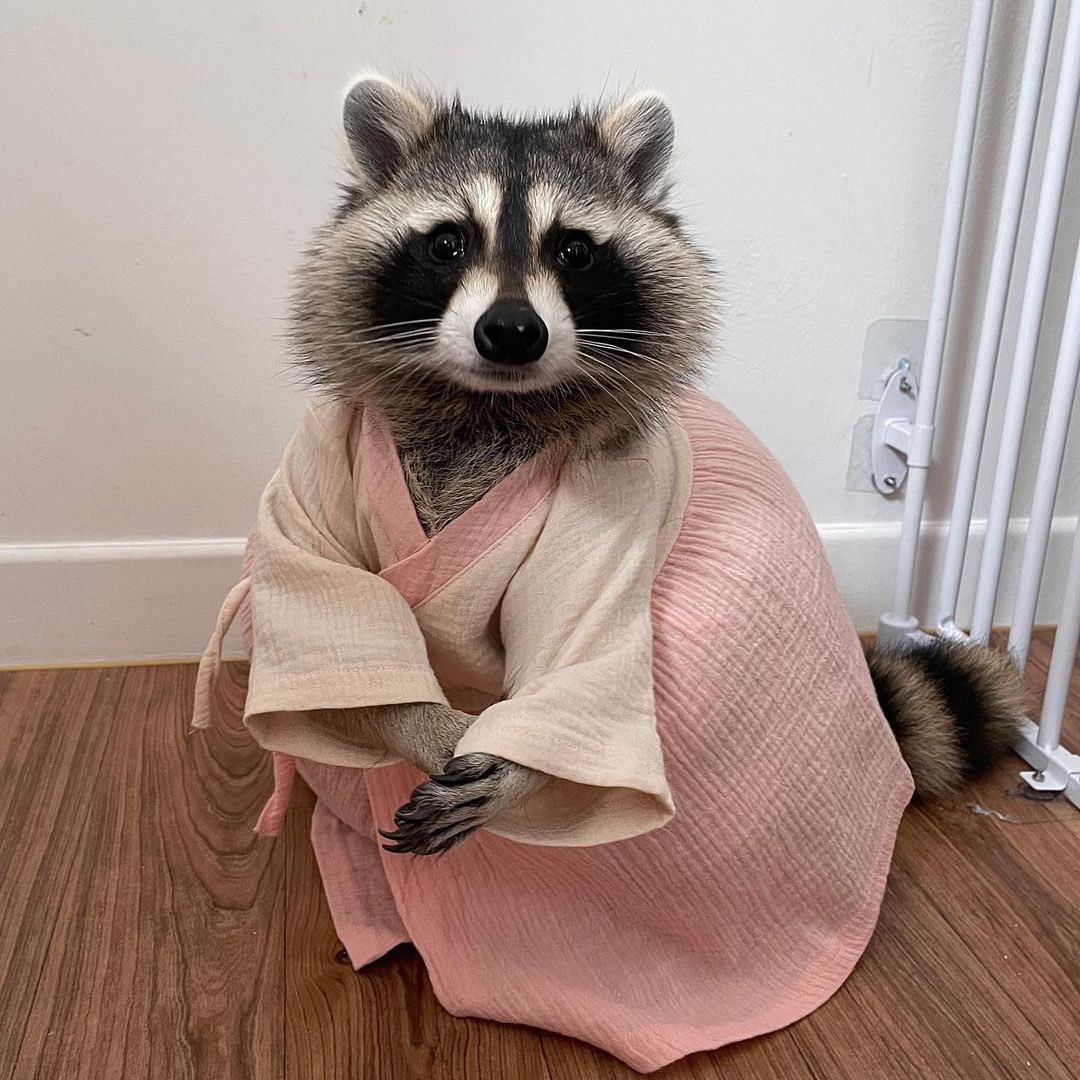 raccoonhourly's tweet photo. https://t.co/9lvdcbJ0gy