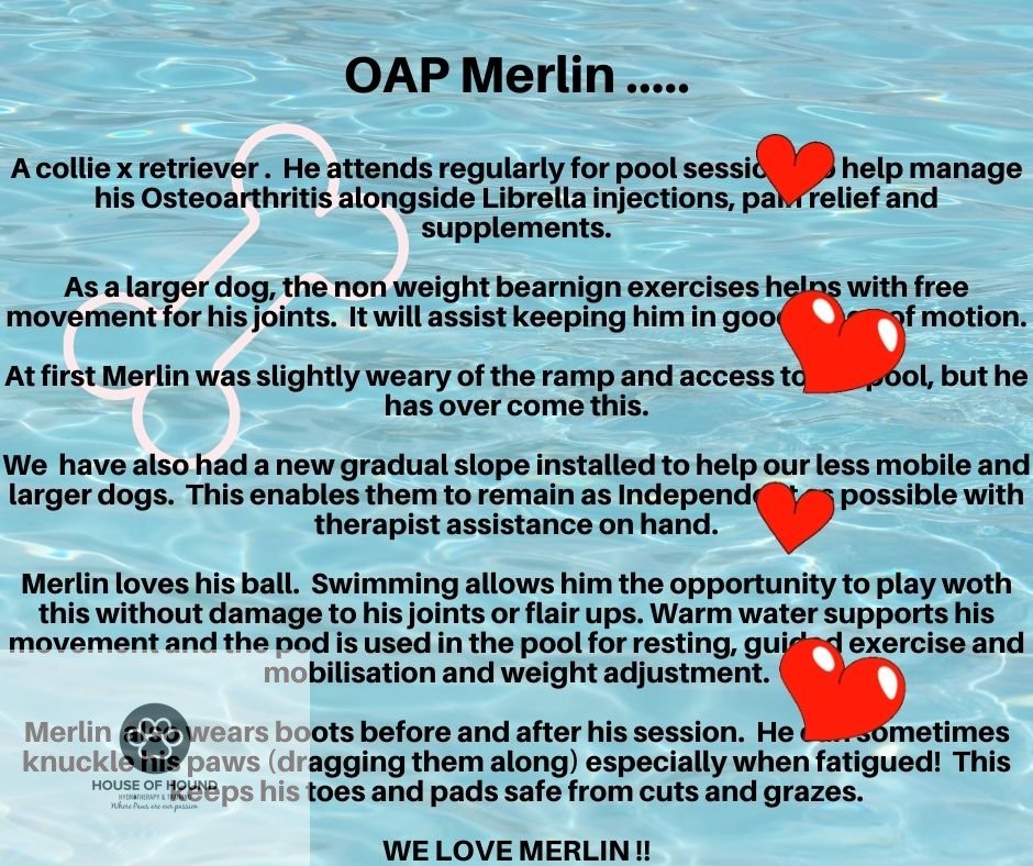 hh_hydro's tweet photo. Old Soul Merlin https://t.co/Z3tvlRmFtH
