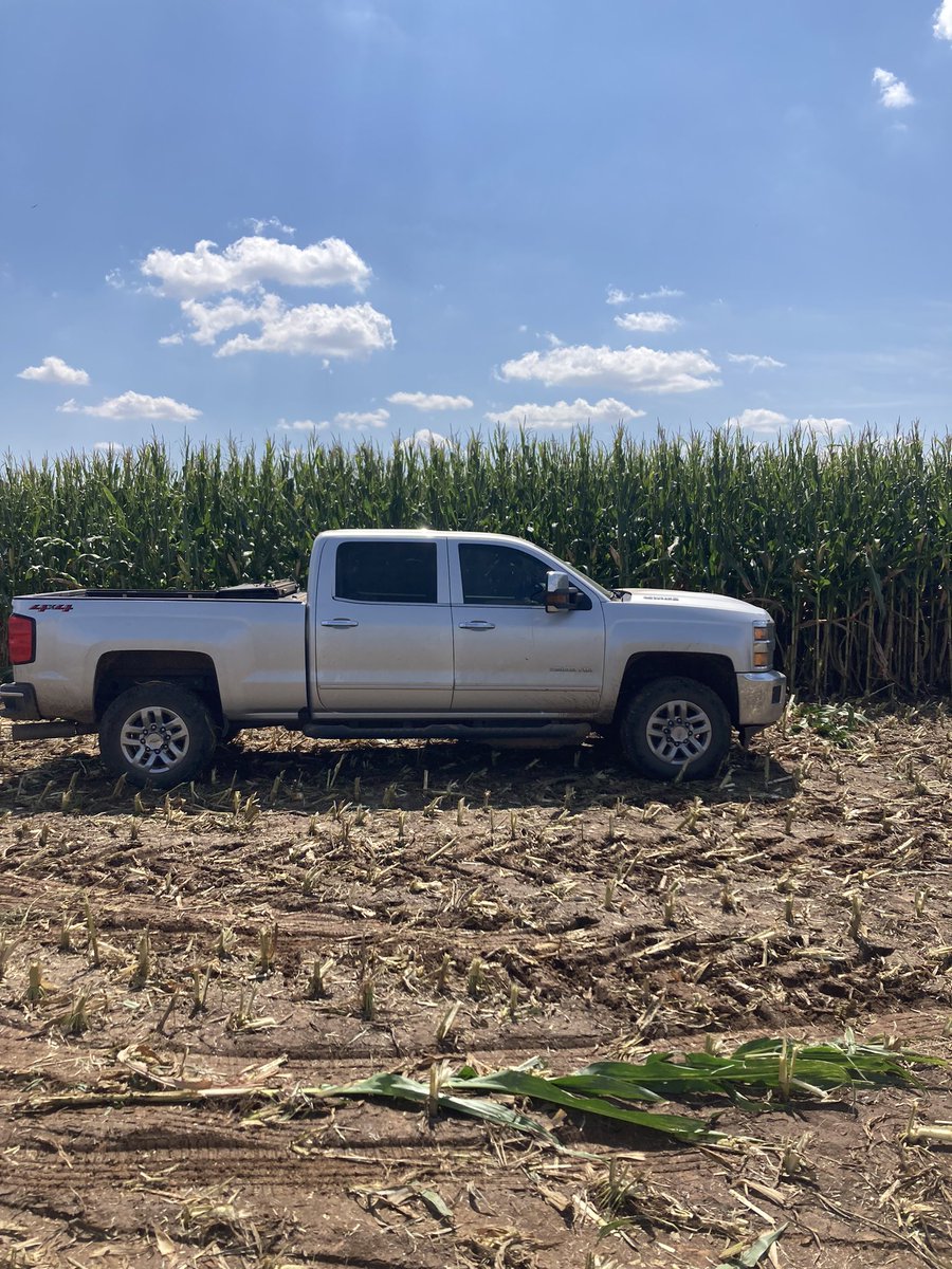 Dekalb 70-64STX still yielding great after a tough year in the Texas Panhandle.  <a href="/Asgrow_DEKALB/">DEKALB Asgrow Seed</a>