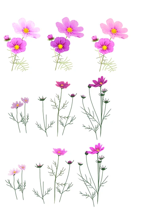 今まで描いた植物 