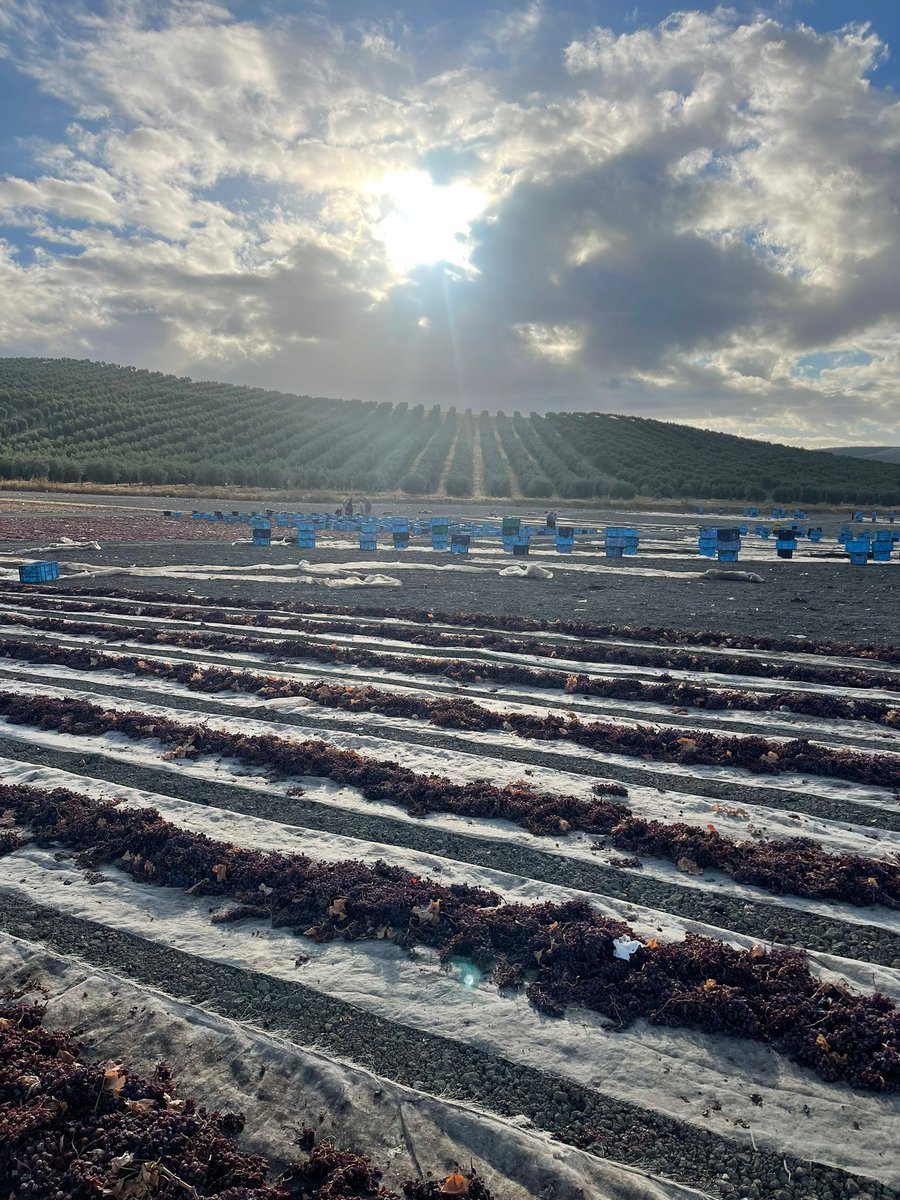 vinosdomm's tweet photo. ¡Seguimos formando a los futuros 𝐭𝐞́𝐜𝐧𝐢𝐜𝐨𝐬 𝐞𝐬𝐩𝐞𝐜𝐢𝐚𝐥𝐢𝐬𝐭𝐚𝐬 𝐝𝐞 𝐯𝐢𝐧𝐨𝐬 𝐲 𝐯𝐢𝐧𝐚𝐠𝐫𝐞𝐬 𝐌𝐨𝐧𝐭𝐢𝐥𝐥𝐚-𝐌𝐨𝐫𝐢𝐥𝐞𝐬!#curso #tecnicoespecialistaenvinosyvinagres #PXperts #montillamorilesdo #bodegas #catadirigida #asoleo #prensado #uvapedroximenez https://t.co/YQvmU8fpVf