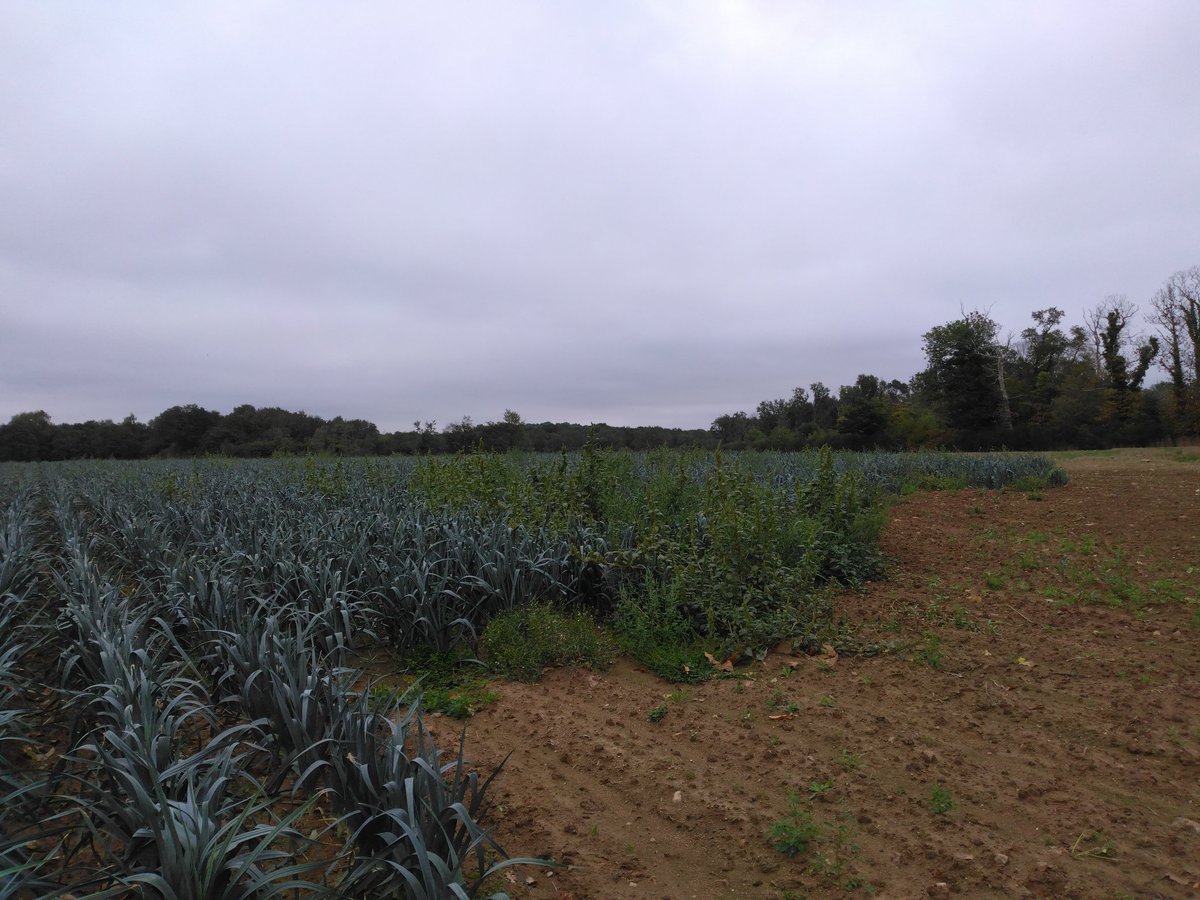 BihanMartial's tweet photo. Il faut trouver une valorisation pour #amarante #chenopode #renoue qui ont pas souffert de la #secheresse2022 contrairement aux légumes
#epuration manuelle 😥 💪💪😰merci zéro phyto @EuredenGroup @d_aucy https://t.co/CJ7E0qJ9py