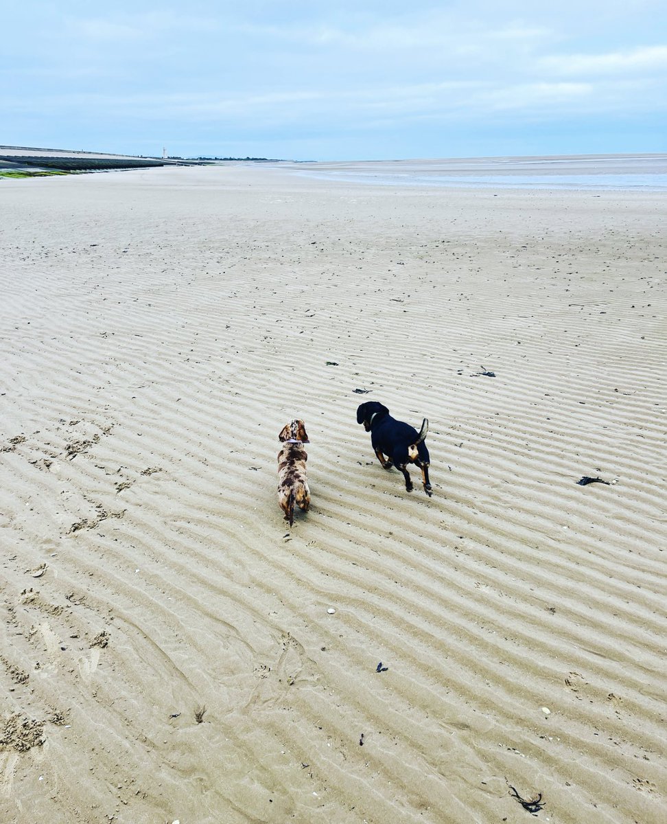 NicolaxxL's tweet photo. Power hour this morning with the sausages 🐾🐶 #PowerHour #Mindset https://t.co/ZjruLkD3iX
