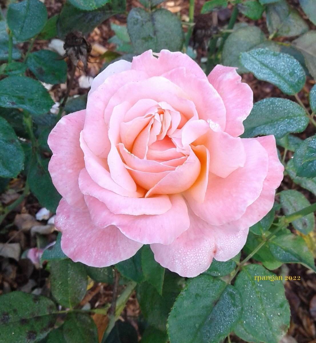 This is rosa Queen Elizabeth from a park I had a chance to visit on my last trip to see friends and family. #RoseWednesday #Flowers #garden #QueenElizabethII