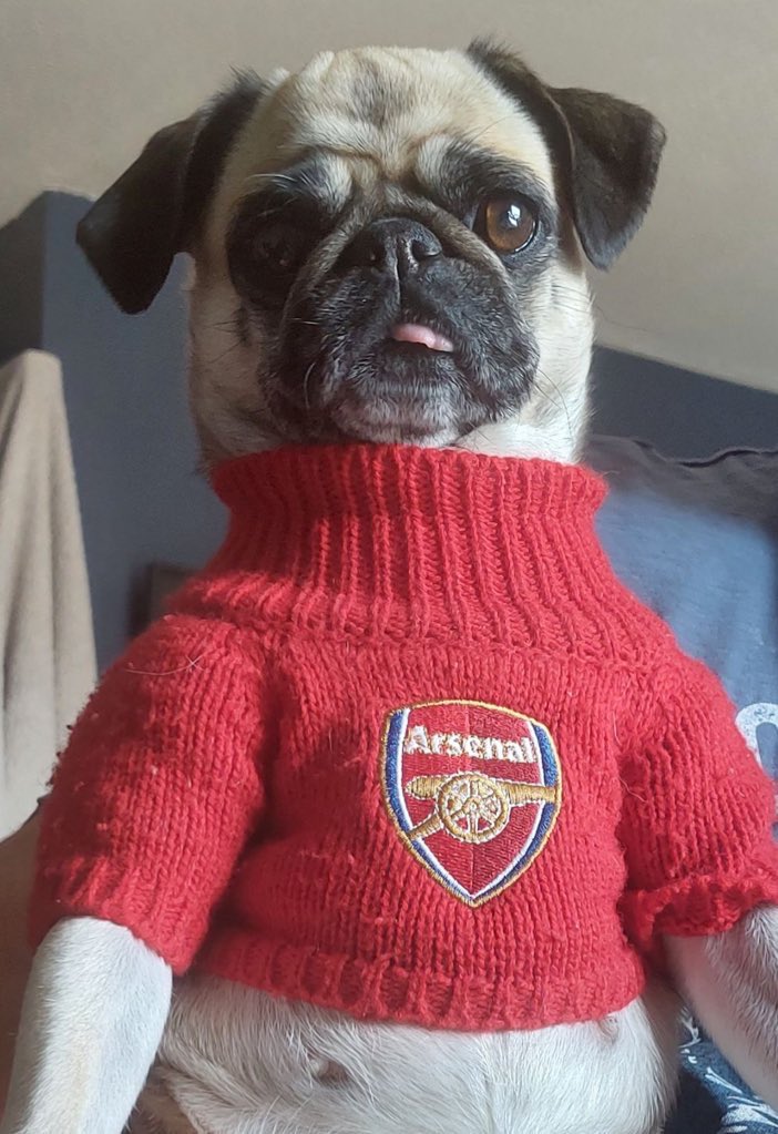 gooner_pug's tweet photo. top of the league #afc #coyg #invincible https://t.co/1eOVaKm2Im