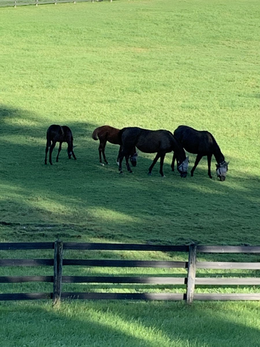 Morning walk. Recently moved in with my in-laws to help out. Hope everyone is having a beautiful day 🧡 #UpStateNY