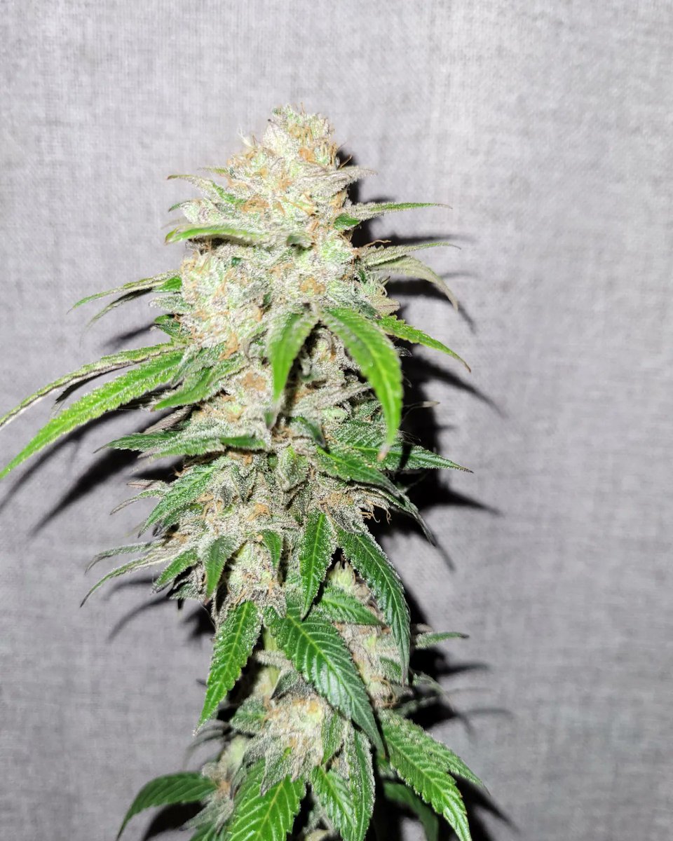 WinfarmsVT's tweet photo. #itsfire @Jinxproof420 pheno 1 day 60 https://t.co/UKBcvZQNAb