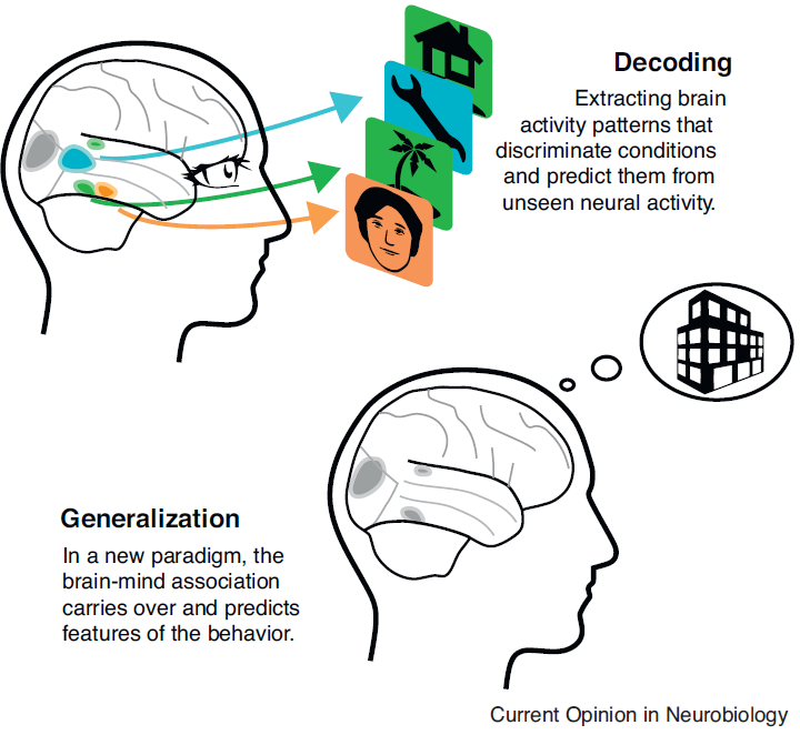 PessoaBrain's tweet photo. 𝗗𝗲𝗰𝗼𝗱𝗶𝗻𝗴 𝗶𝗻 𝗻𝗲𝘂𝗿𝗼𝘀𝗰𝗶𝗲𝗻𝗰𝗲 is cool but want to go beyond that? 
"Predictive models avoid excessive reductionism in cognitive neuroimaging" by Gael Varoquaux and Russell Poldrack.
https://t.co/tgvmeMHZt4 https://t.co/38QnTrNYNd