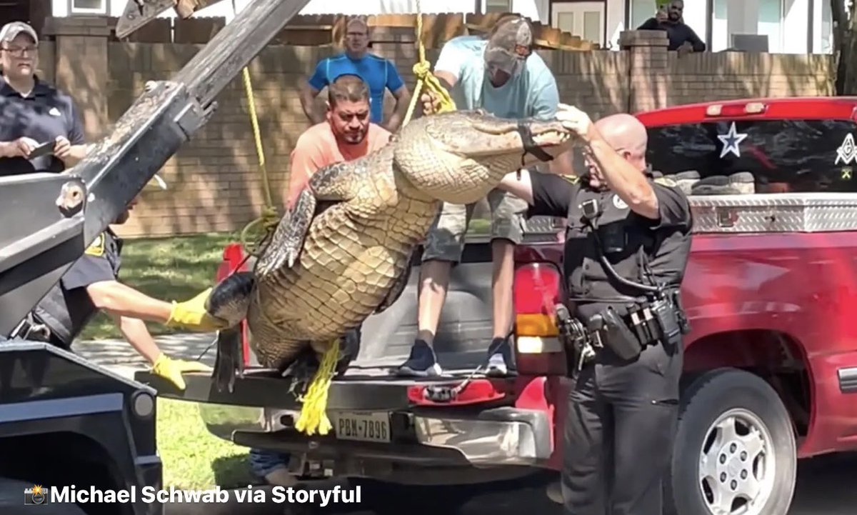 DallasTexasTV's tweet photo. Massive 400 pound alligator found strolling through a Texas neighborhood https://t.co/tGrF8yVwYA