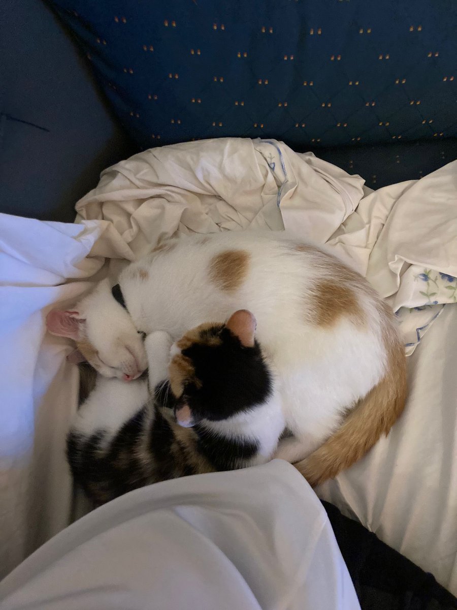 Olá! ✨ Estes gatinhos (um macho e uma fêmea) estão para adoção responsável. De preferência adoção conjunta, dado que são muito unidos.