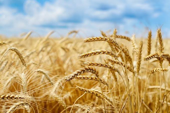 Biz bereketin Allah’tan geldiğine inanıyoruz