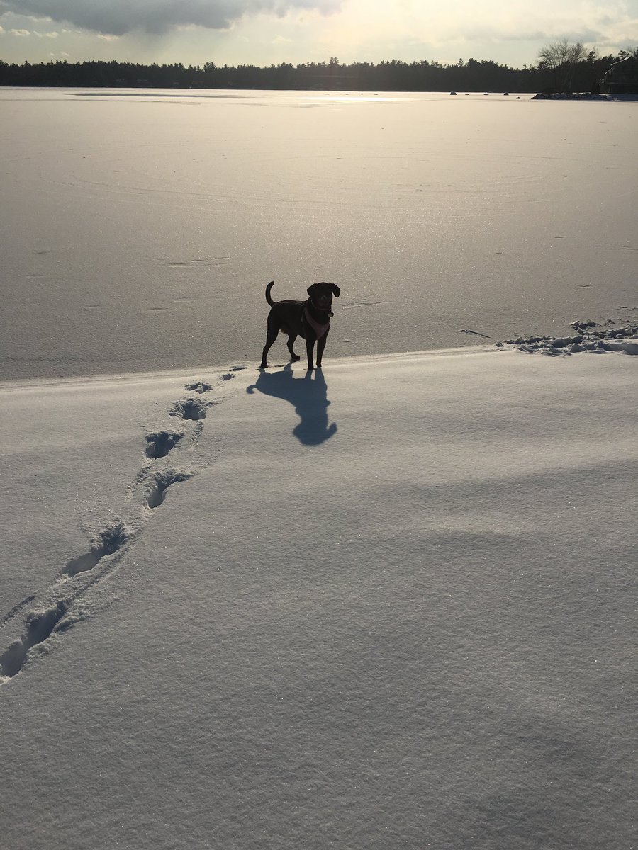 Dearest Friends… It has been a year since I left you to cross the 🌈 bridge… As I have watched over you, you have made me so proud to see how kind and compassionate you are in taking care of each other… All you have to do is look up to see me 🌟… Love, River Song🌈