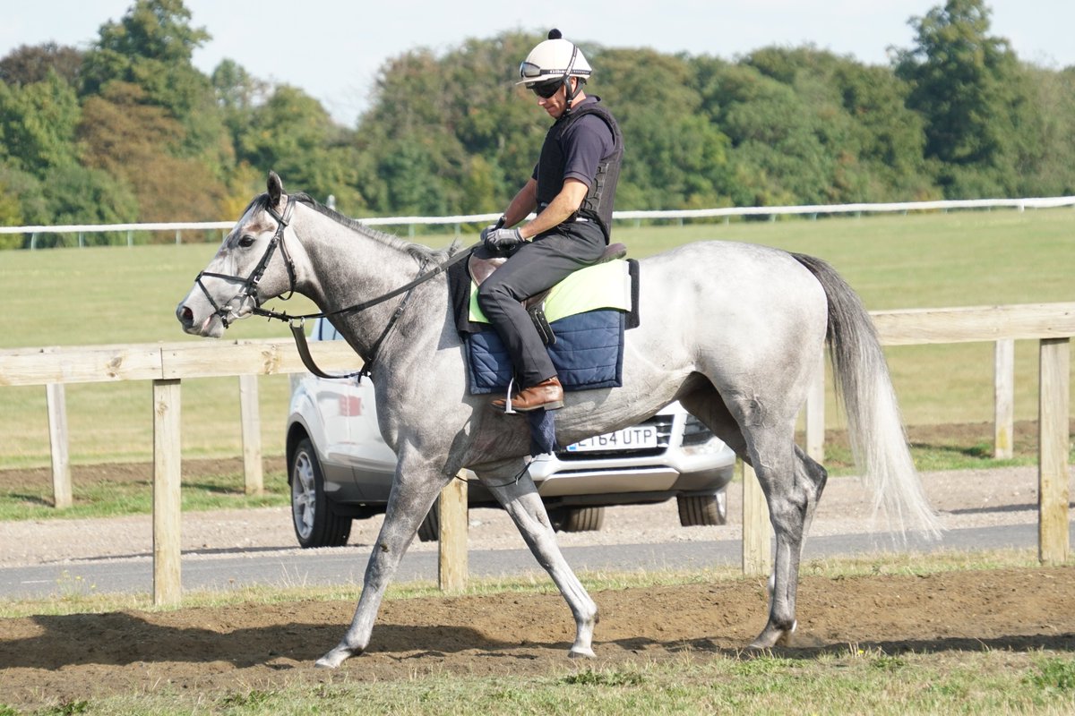 First Folio looked great at our stable visit to trainer James Ferguson's recently. We are all excited to see him back on the racecourse tomorrow (5:05 at Yarmouth), for his first run since the Stewards' Cup. #FirstFolio #OwnersGroup