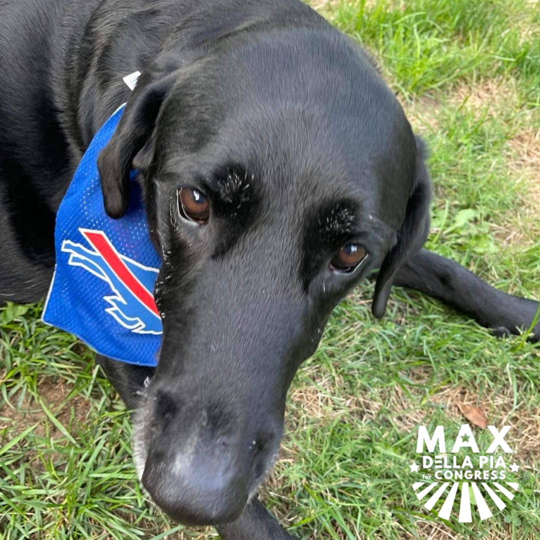 maybe i forgive Dad for petting all dose imposters. maybe. or maybe not.  <a href="/DellaPiaForNY23/">Max Della Pia</a> #NY23 #DogsofTwitter #BillsMafia #wny