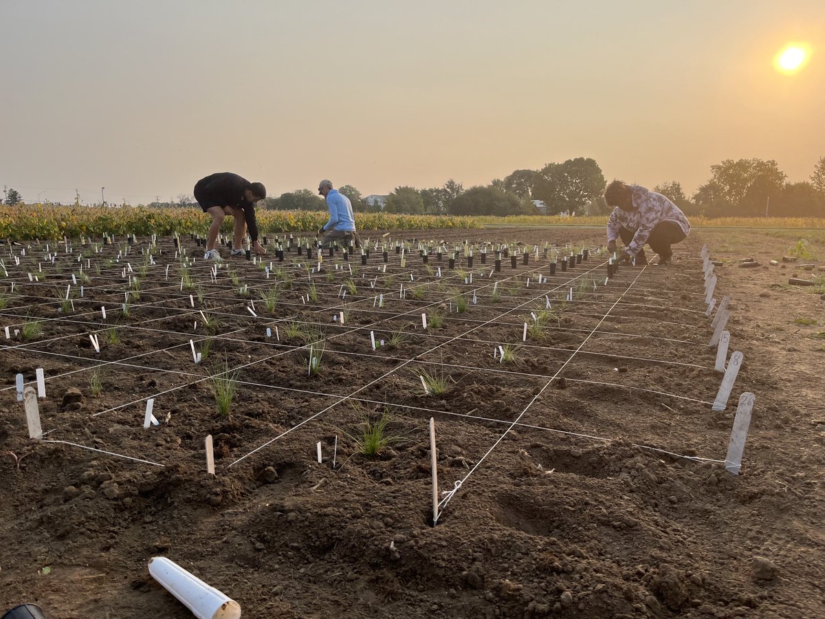 Planting our 6X hard fescue shade tolerant crossing blocks. Genotypes were selected from 5 different runs (3 years in the making) and involved numerous UG ⁦<a href="/JillTurbeville/">Jillian Turbeville</a>⁩ and good collaboration ⁦<a href="/UMNTurf/">UMN Turfgrass Science</a>⁩ ⁦<a href="/OSU_ATI_Turf/">Ohio State ATI Turf</a>⁩