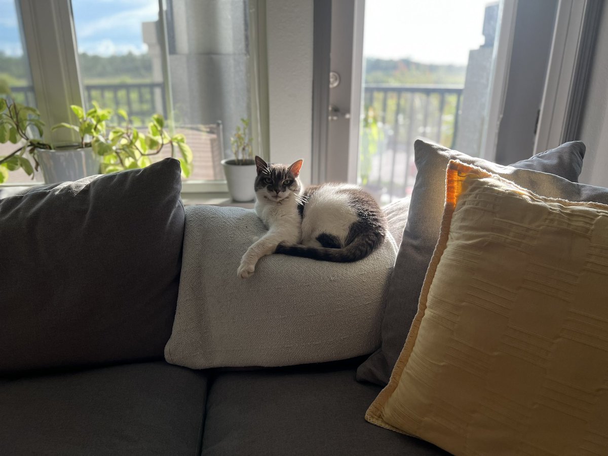 JenHemmerdinger's tweet photo. โIโm working here, can you please not interrupt my vibe?โ ๐น
#CatsofTwittter #cats #catswithjobs #modelcats https://t.co/tuUIjGUrjn