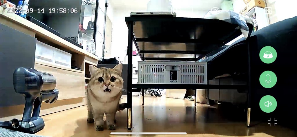 hbker07's tweet photo. มึง อิเครื่องให้อาหารแมวมันดีจริงๆ 555555 กล้องถือว่าชัดมากๆเนี่ย เห็นแมวชัดมาก ตัวแม่อยู่ข้างนอกกลับดึกก็ไม่ต้องกลัวอะไรแล้ว เปิดไมค์เรียกยัยแม้กมากินข้าว ยัยแม้กวิ่งมาละงง ทำไมมาแต่เสียงวะ5555555555555555555555 แต่พอกดให้อาหาร นางก็มากิน 🥺🥺🥺🥺 ชอบมากๆ สะดวกแบบ แมวอยู่เองได้ https://t.co/0sUA8qnJsv