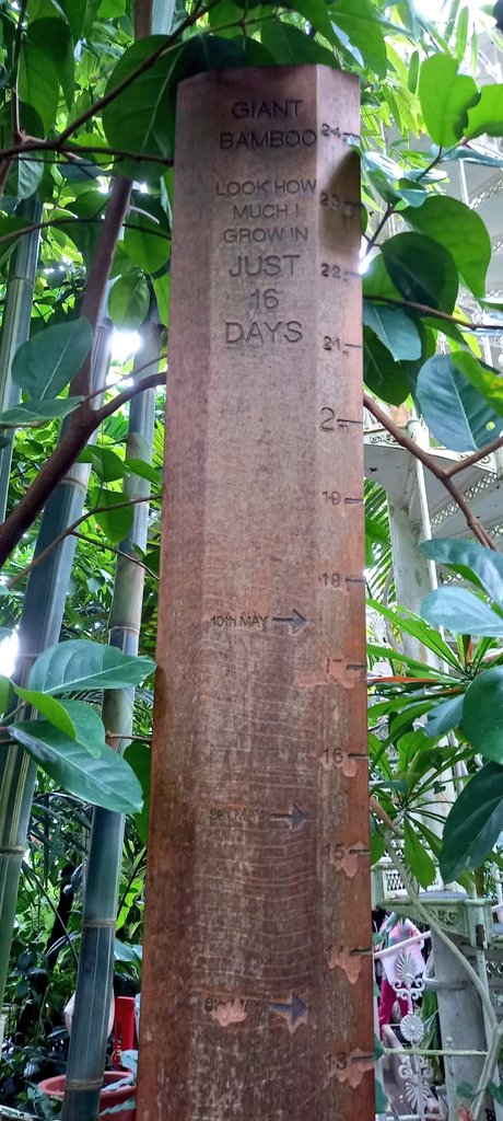 how fast bamboo grow in the UK