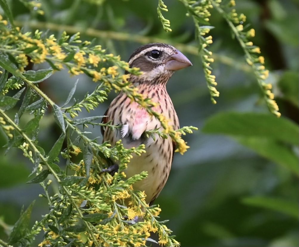 lorifaithnyc's tweet photo. This Rose-breasted Grosbeak came down low for a brief moment then flew off. #bidcpp #mymorningwalk #birdwatching #birds #nyc https://t.co/rwfsZDXgWJ