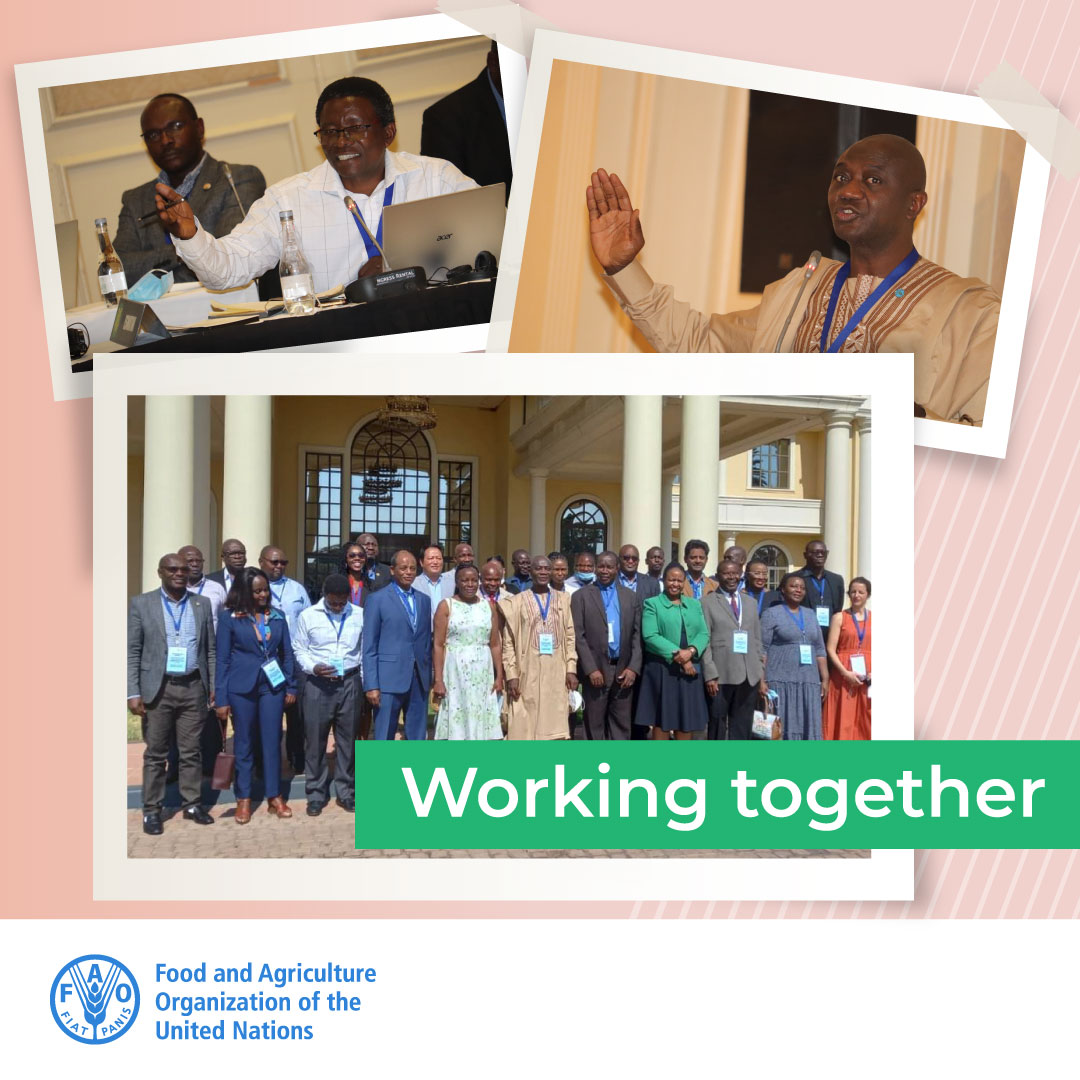 Towards eradicating #PestedesPetitsRuminants (PPR) together💪💪

.<a href="/FAO/">Food and Agriculture Organization</a> <a href="/WOAH_Global/">@WOAH_Global</a> <a href="/SADC_News/">SADC Secretariat</a> &amp; <a href="/au_ibar/">AU-IBAR</a> jointly organized a Regional Roadmap Meeting, inviting countries to present their progress in PPR control &amp; elimination!

👉 FAO &amp; PPR: bit.ly/3U9IidF