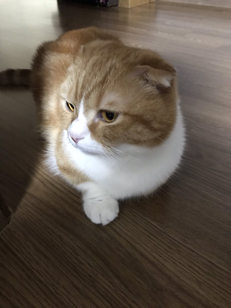 l_diget's tweet photo. 아가 너는 왜 식빵 반만 구워?? https://t.co/myDWGjEHvv