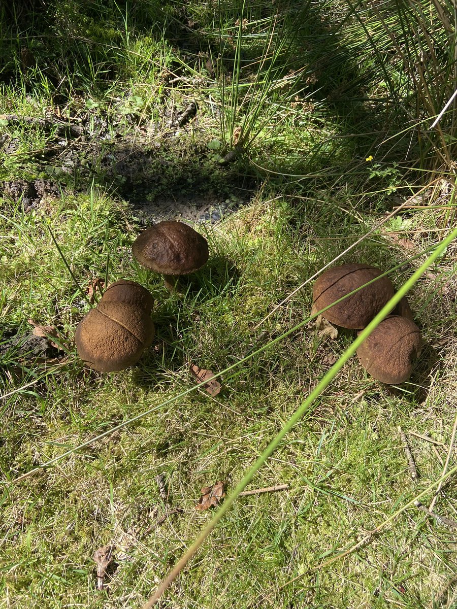 It’s ‘shroom season 🍄