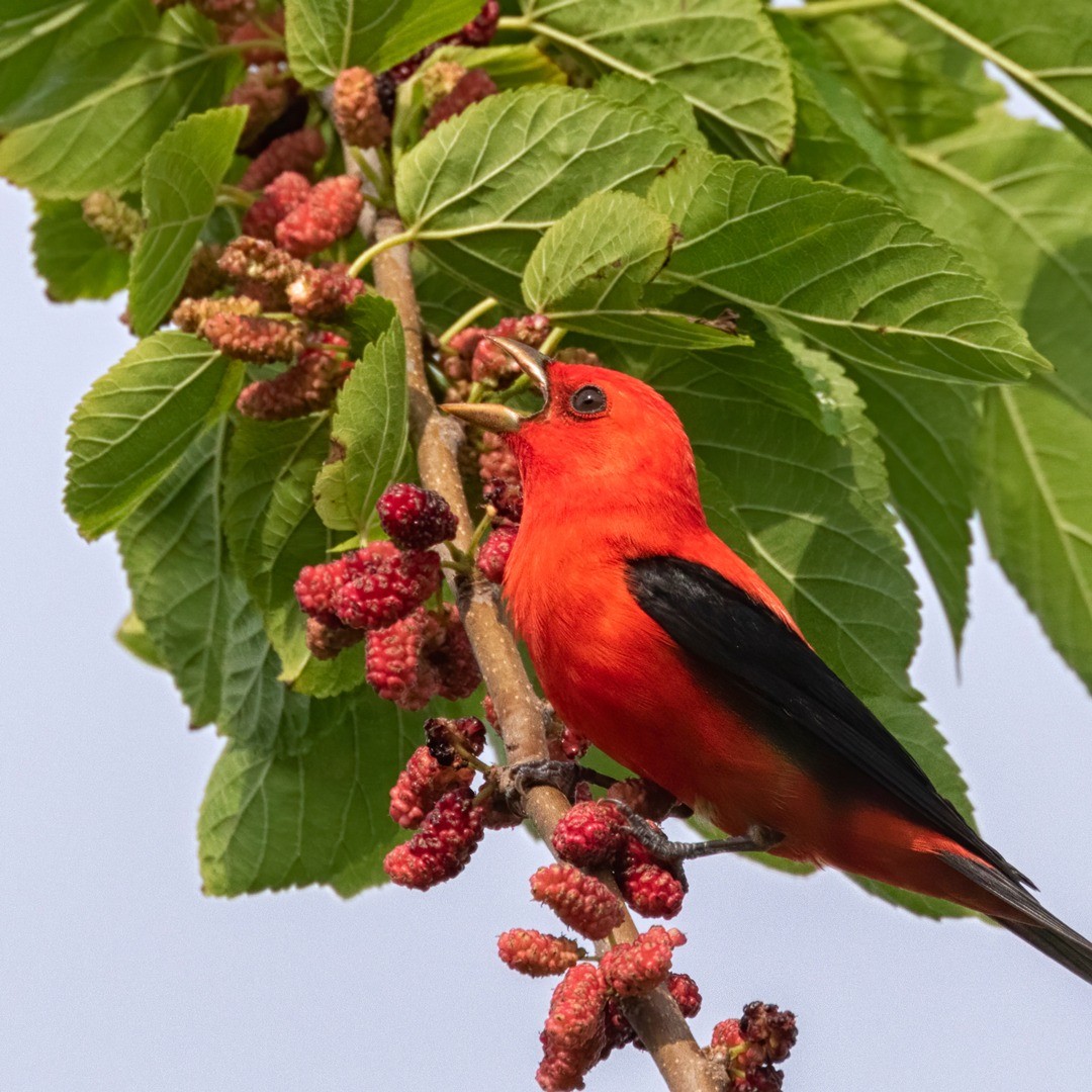 BirdsBeans's tweet photo. During late summer and fall migration, Scarlet Tanagers join mixed flocks with other songbirds to feed. They usually eat insects but will opt for berries and other fruits during the wintering months.

#organicliving #organicproduct #coffee #coffeeculture #coffeegram #thebirdingsq https://t.co/GjoEHnr0jF