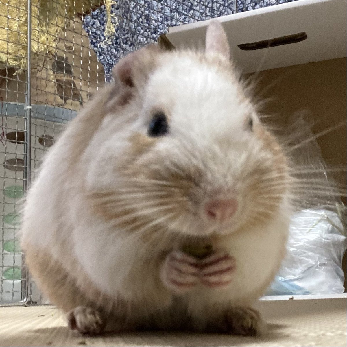 RooMilionBells's tweet photo. @I2Atyjw8KLImNaa @rabbit33900754 お薬、頑張ってくだちゃい🐹✨
もしよかったら、塩むすびも召し上がってくだちゃいね🐹🍙💕 https://t.co/O5bhlwi00r
