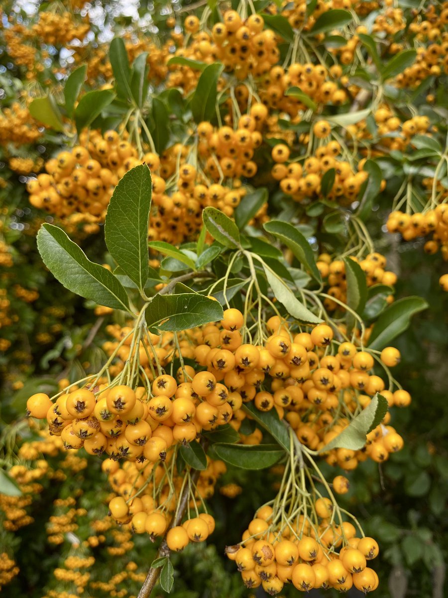 Autumn isn’t that far away #plants #Horticulture