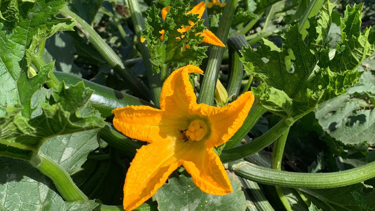 PeakoftheMarket's tweet image. Oh summer...you aren't quite done with us yet! A beautiful #zucchini plant from Dufferin Market Gardens @justn0therguy @TracySCarnelley #zucchiniblossom #beesatwork #halfyourplate #expertgrowers