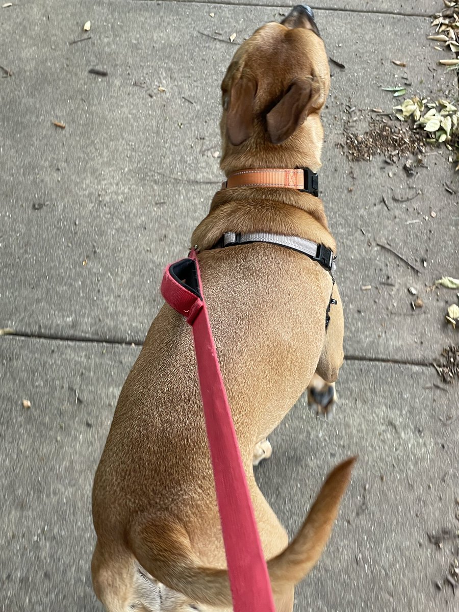 Hamilton tweet media