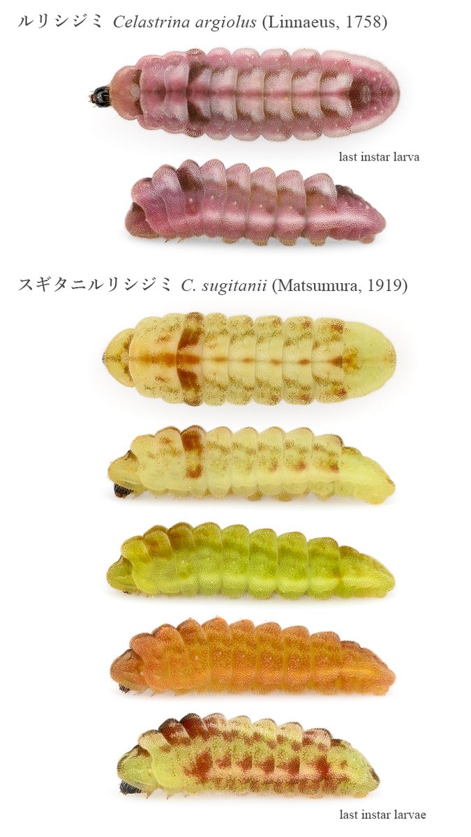花を食べるシジミチョウ幼虫の色々