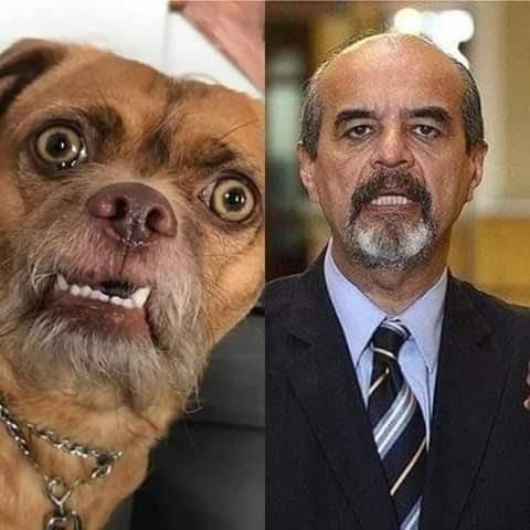 VictorianoVict5's tweet photo. @Mauriciomulder El chongreso ha formado una coimisión para buscar este perro,hay buena recompensa. https://t.co/zM3HtcD8hz