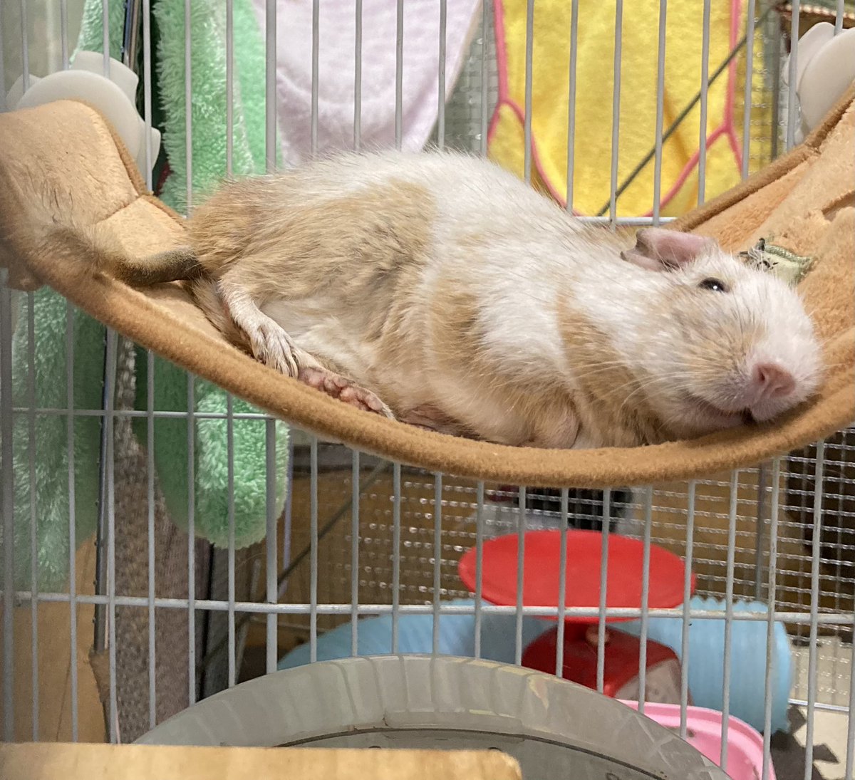 RooMilionBells's tweet photo. @I2Atyjw8KLImNaa @rabbit33900754 おやすみなちゃい🐹💤 https://t.co/wpPM2tJYaP