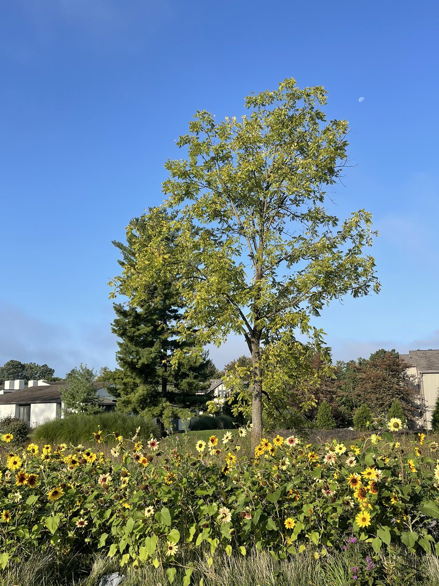 Molly Kocour Boyle (@rockchalkmolly) on Twitter photo My morning moon pic doesn’t compare to .<a href="/enrosadire/">Marcella Giulia Pace</a> amazing moon and sun images but I did manage to capture the moon and some sunflowers in our neighborhood prairie. My morning moon pic doesn’t compare to .<a href="/enrosadire/">Marcella Giulia Pace</a> amazing moon and sun images but I did manage to capture the moon and some sunflowers in our neighborhood prairie.