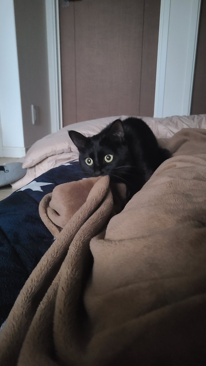 保護猫さんが毛布をふみふみしながら激しくちゅーちゅーする理由が切なくてもう 朝から全俺が号泣 Togetter
