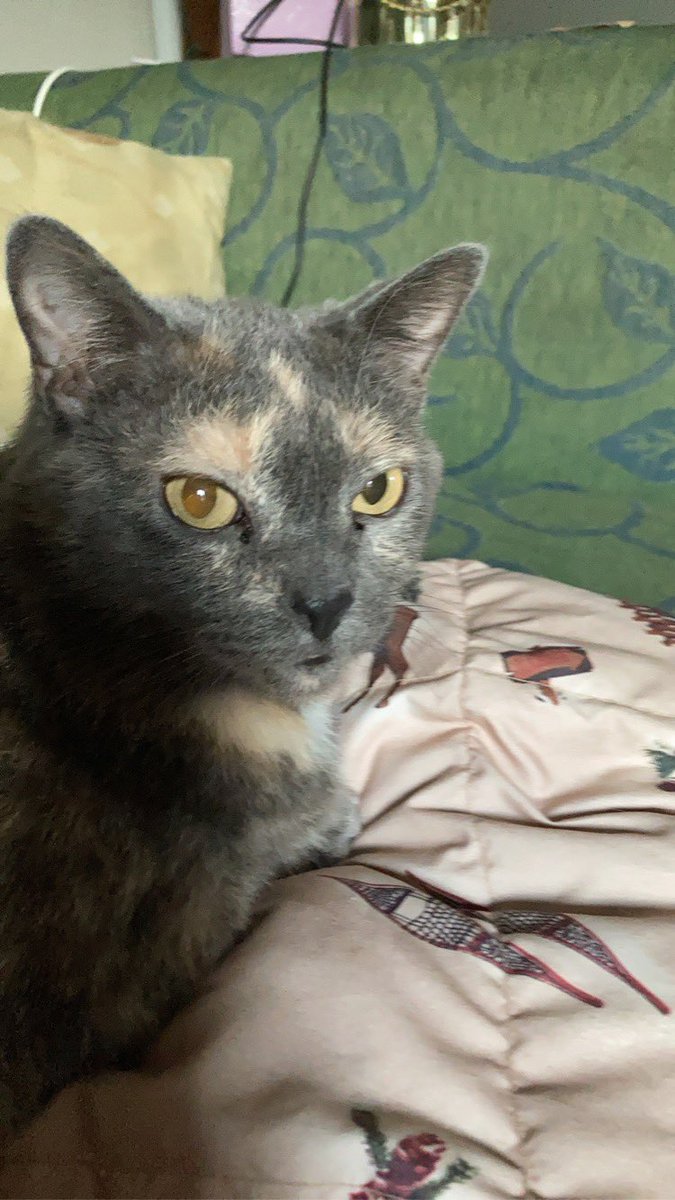 operanerd33's tweet photo. @ellle_em My cat has the best rbf, she always looks judgy 😂 https://t.co/Mtgf3LoSK7