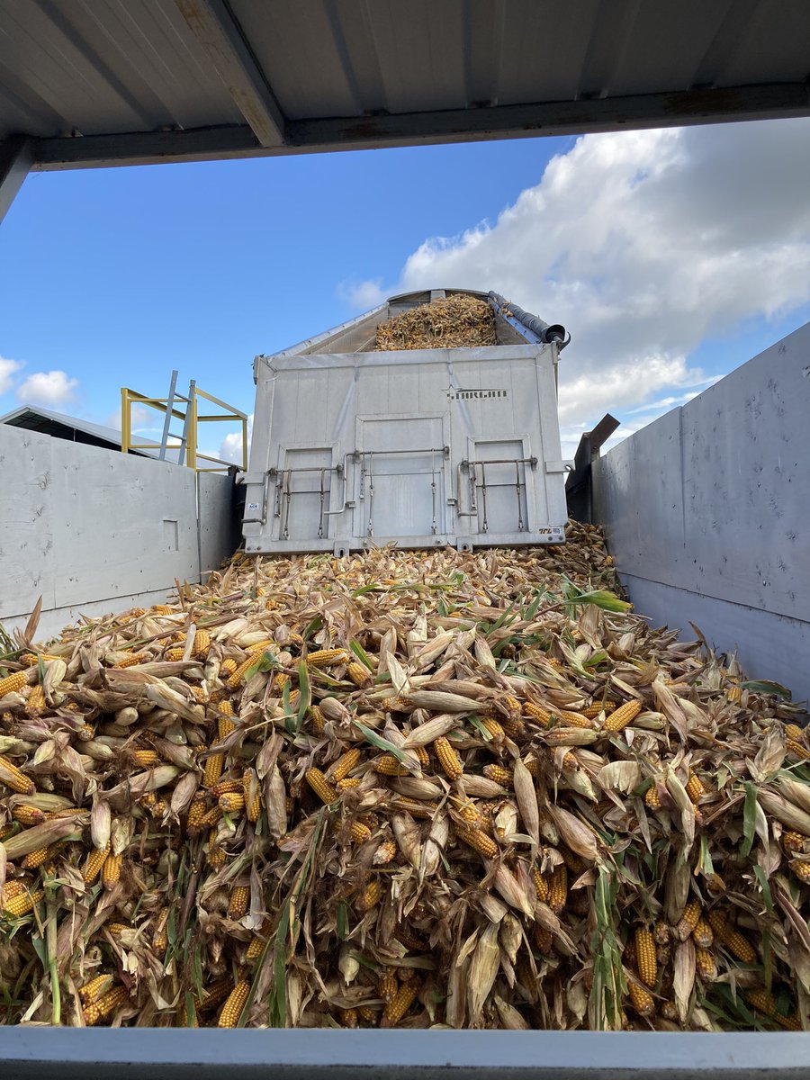 Taylor Brophy tweet media