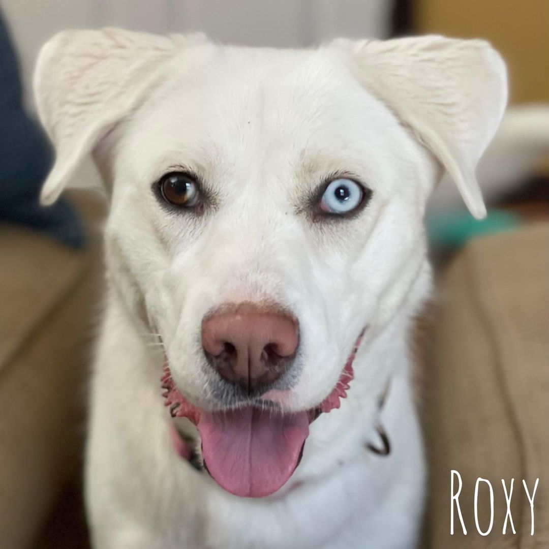 Roxy is a 2 year old, 40lb, Lab/Husky mix looking for a home that can give her lots of exercise and direction that her current family is unable to offer her.

If you would like to meet Ms. Roxy, please fill out an adoption application ASAP cstu.io/9dce95
