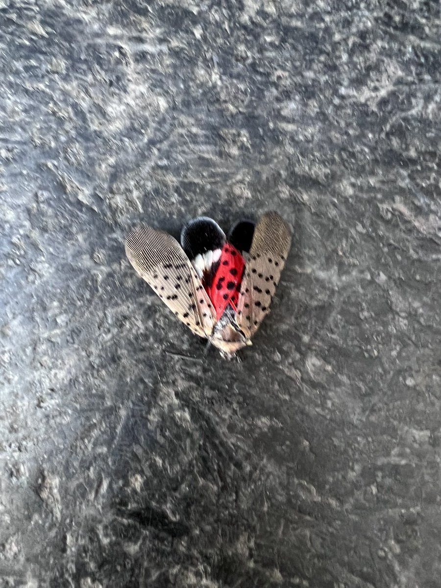 it’s the jawn tweet media