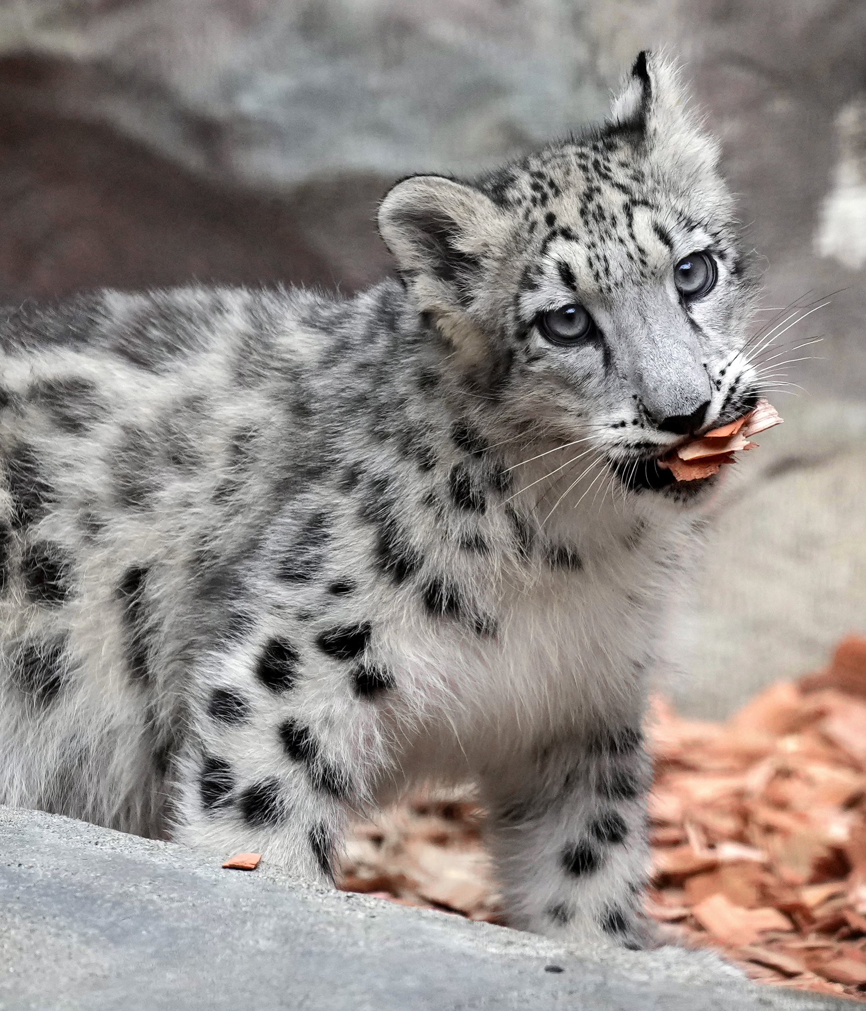Riku 子どもにとっては 全てがオモチャ 大森山動物園 ユキヒョウ アサヒっ子 T Co Sjztas1qgx Twitter