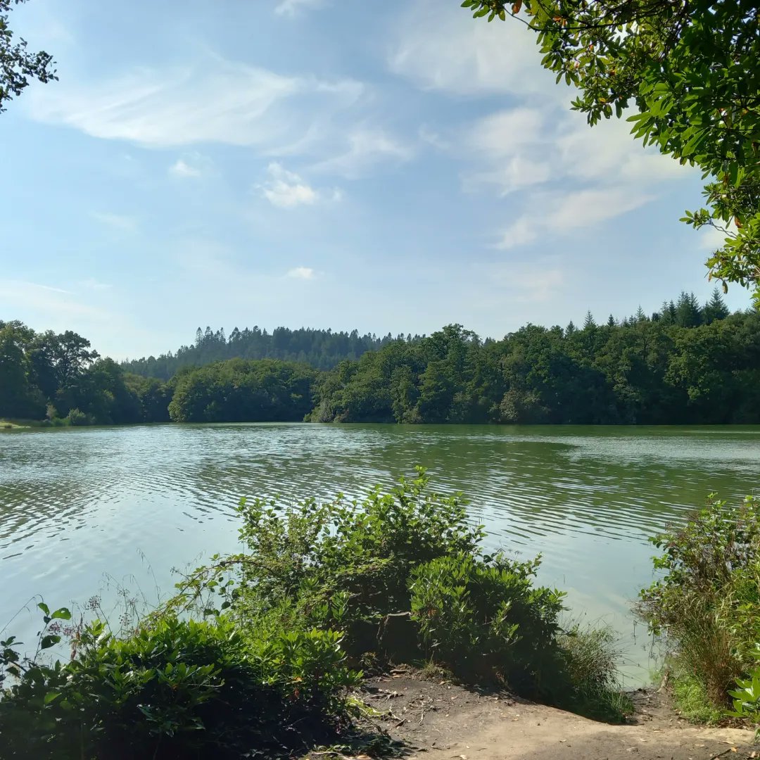 lazyperfection's tweet photo. Shearwater Lake #walking #exercise #lunchtimestroll #wiltshire #longleat #lake #water #cranbournechase #lovewhereyoulive #outdoors https://t.co/yLbSq2KHso