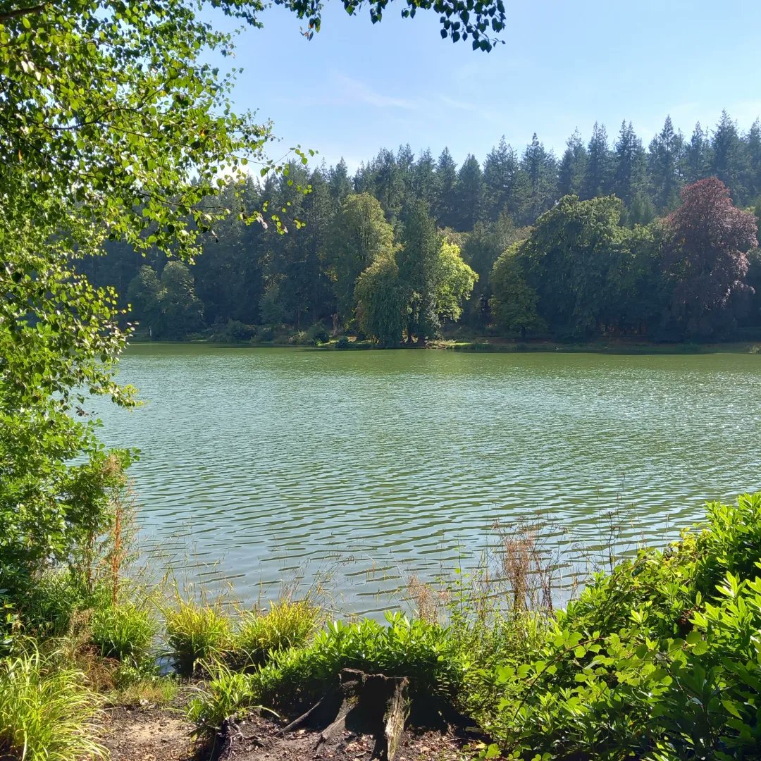 lazyperfection's tweet photo. Shearwater Lake #walking #exercise #lunchtimestroll #wiltshire #longleat #lake #water #cranbournechase #lovewhereyoulive #outdoors https://t.co/yLbSq2KHso