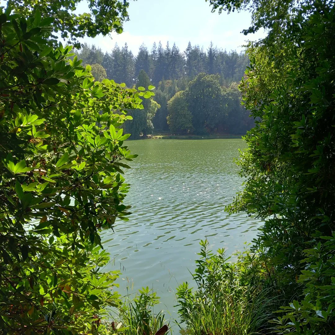 lazyperfection's tweet photo. Shearwater Lake #walking #exercise #lunchtimestroll #wiltshire #longleat #lake #water #cranbournechase #lovewhereyoulive #outdoors https://t.co/yLbSq2KHso