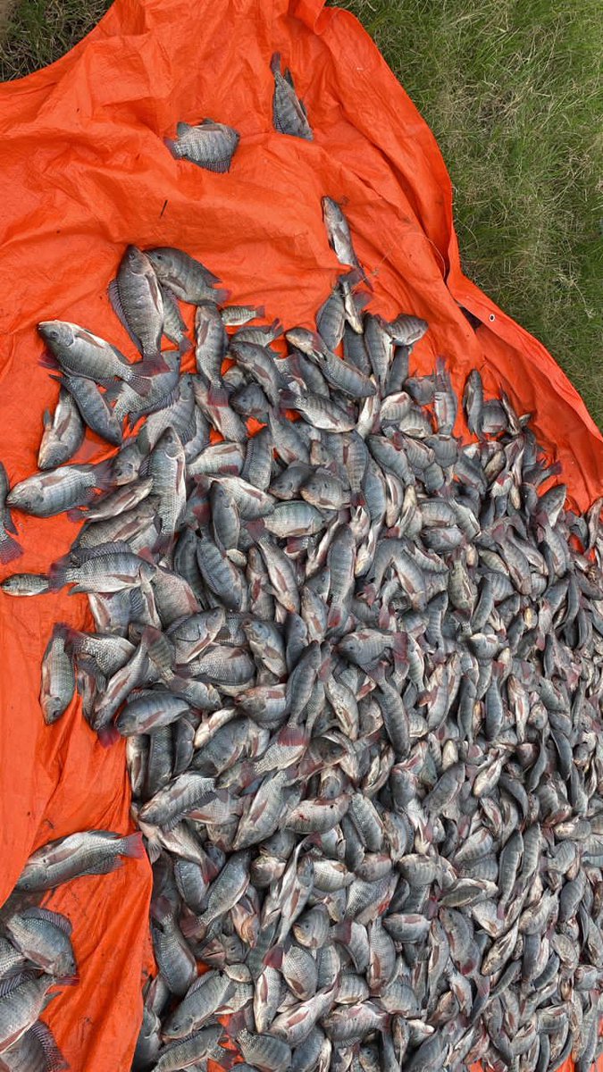 PRACAquatics's tweet photo. Come and discover how to make millions in  fish farming ,Prac Aquatics limited is here to show you how to achieve it
For consultancy and rearing system construction (Pond or cage,etc) services and all Agriculture inputs
Call +256700339000 or
WhatsApp +256701972215 https://t.co/ojlv4fldfs