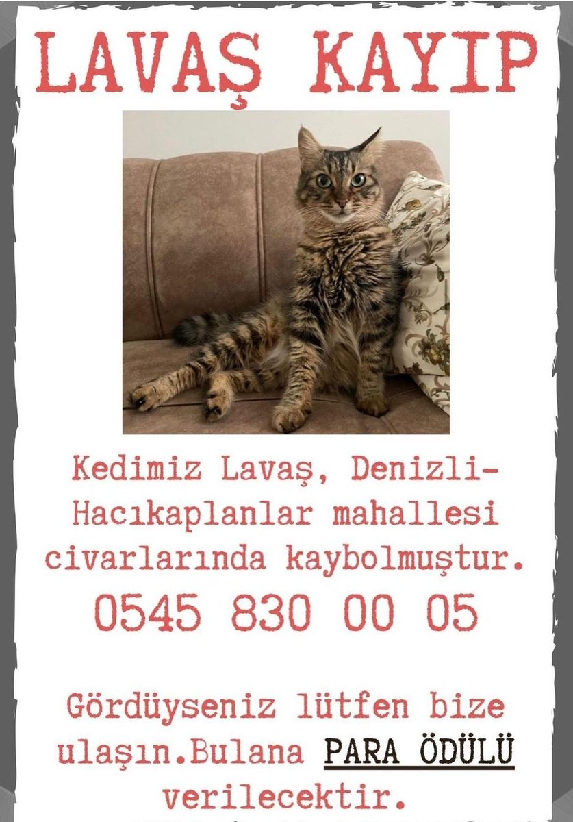 🆘️🆘️🆘️  KAYIP KEDİ 

Lavaş 1 Eylül'den beri KAYIP

LÜTFEN RT 

Civarda oturanların önüne düşmesini sağlayalım