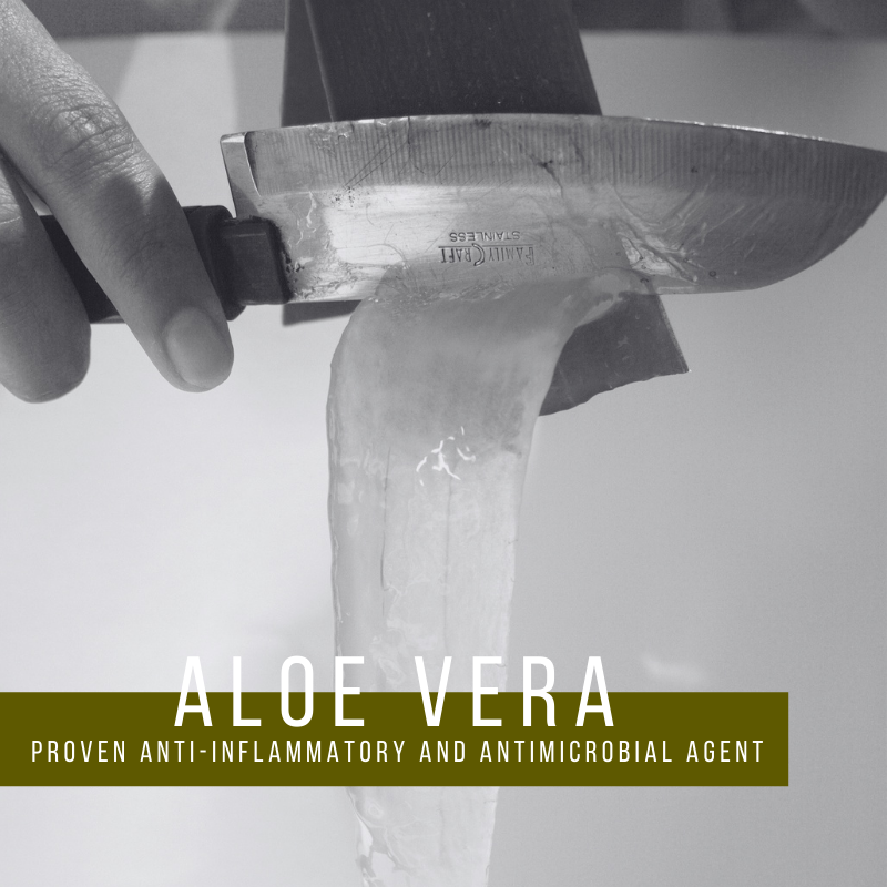Studies performed in the 1960s and the 1980s confirmed that Aloe Vera is non-toxic and highly effective against multiple bacteria strains concluding that Aloe Vera is a potent anti-inflammatory and antimicrobial agent.

#historyfacts #plantmedicine #history #aloevera