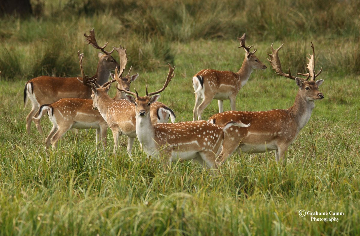 BritishDeerSoc's tweet photo. Fallow bucks captured by Grahame Camm, thank you Grahame for sharing your photo.
#deer #deerphoto #deerphotos #fallowdeer #fallowdeerphoto #fallowbucks #wildlife #wildlifephotography https://t.co/X5ca2AaAGi